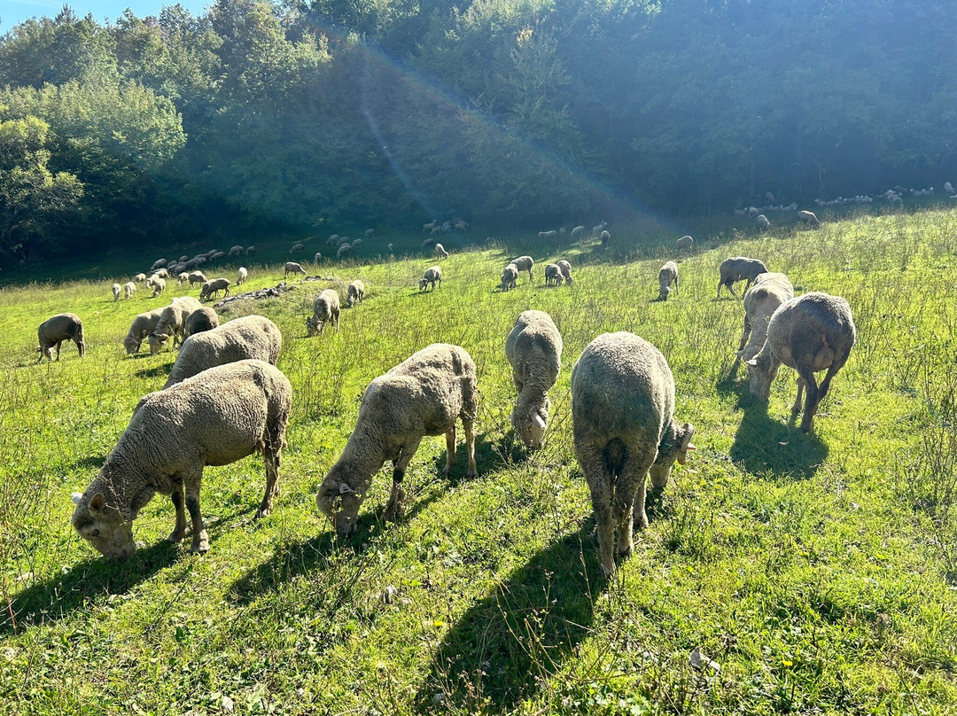 Wild Foods Italy-Montefalco必去景点