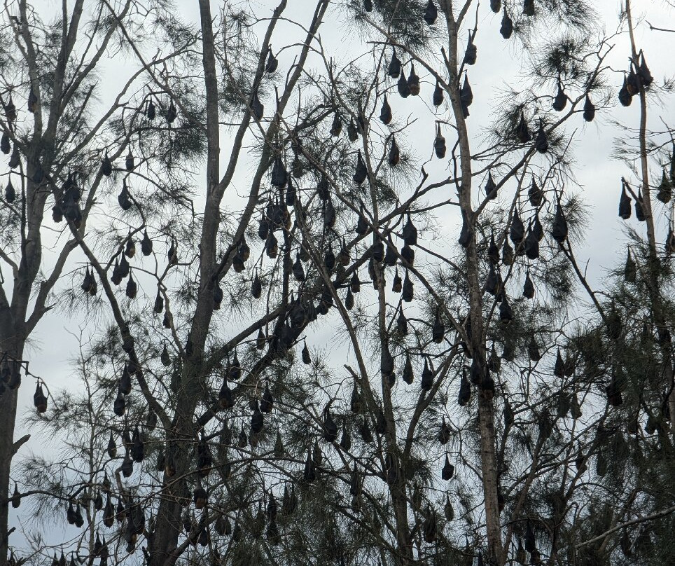 Parramatta Park-帕拉马塔必去景点