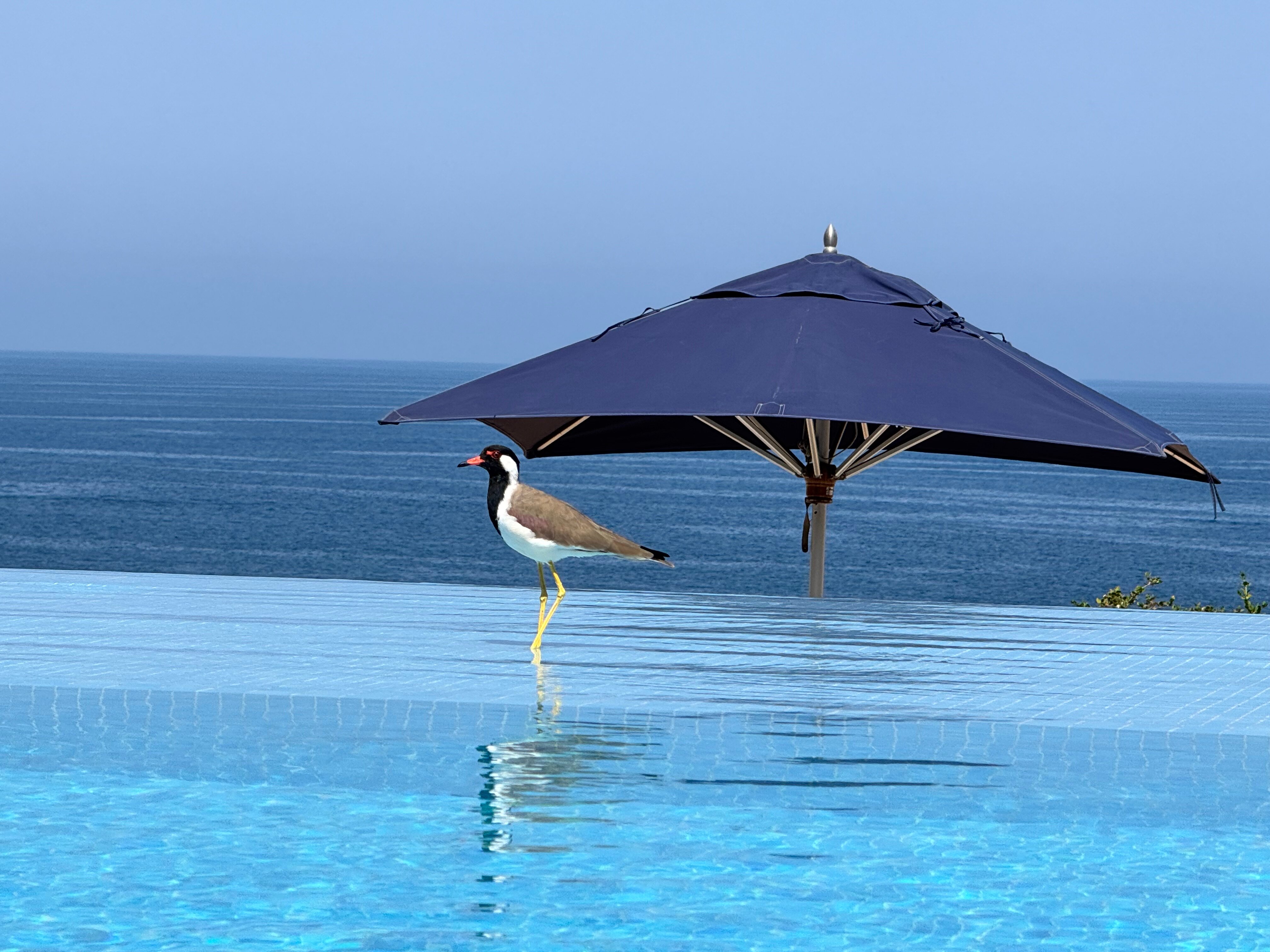Shangri-La Al Husn, Muscat-泳池