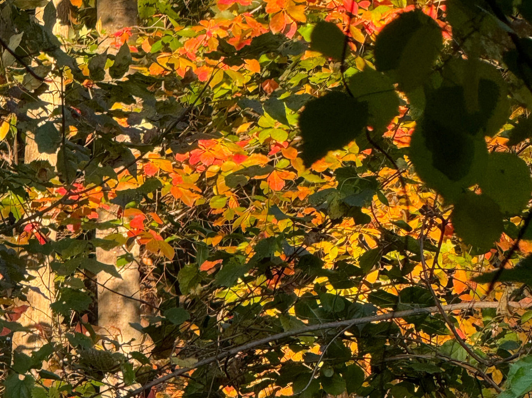 The Dunes Resort主图