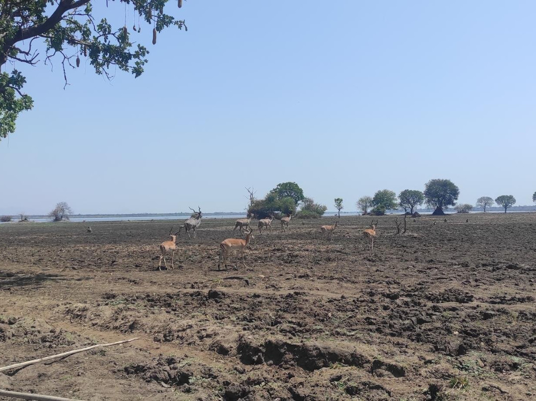 Shire Eco Safari Camp-Liwonde National Park必去景点