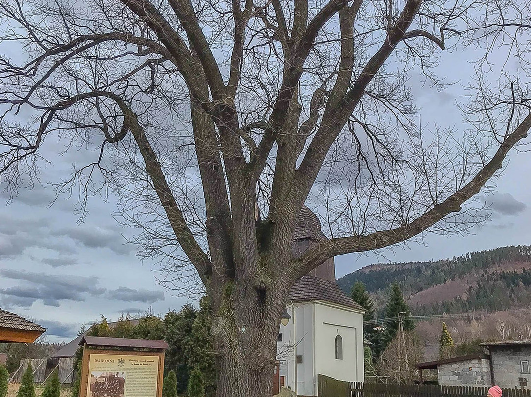 Dąb Wolności-Porabka必去景点