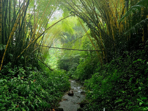 Aloha 'ike Tours-希洛必去景点