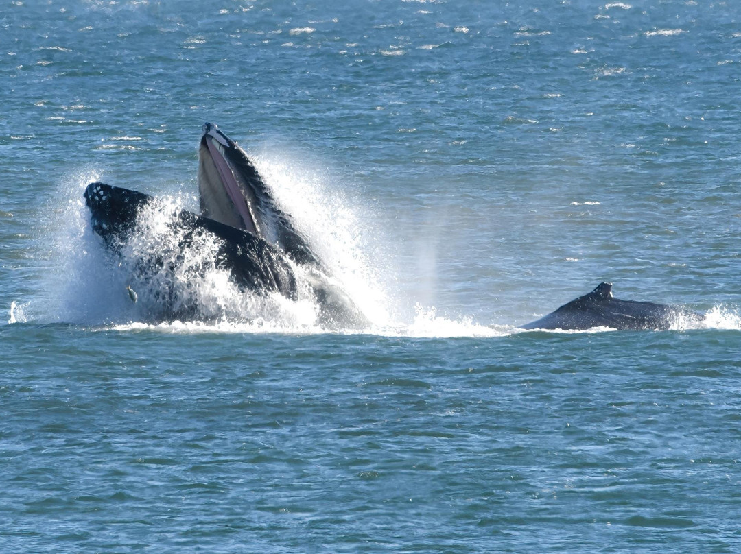 Jersey Shore Whale Watch景点图片