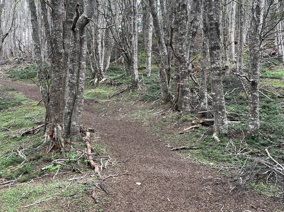 Reserva nacional Magallanes-蓬塔阿雷纳斯必去景点