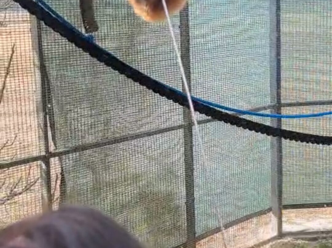 Lubee Bat Conservancy-盖恩斯维尔必去景点