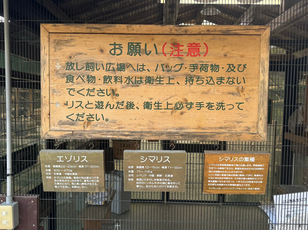 Squirrel Forest Hida Mountains Yaso Shizen Teien-高山市必去景点