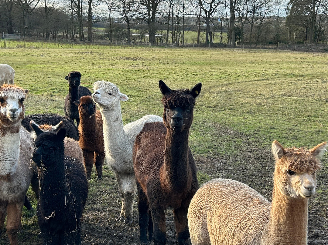 London Alpacas景点图片