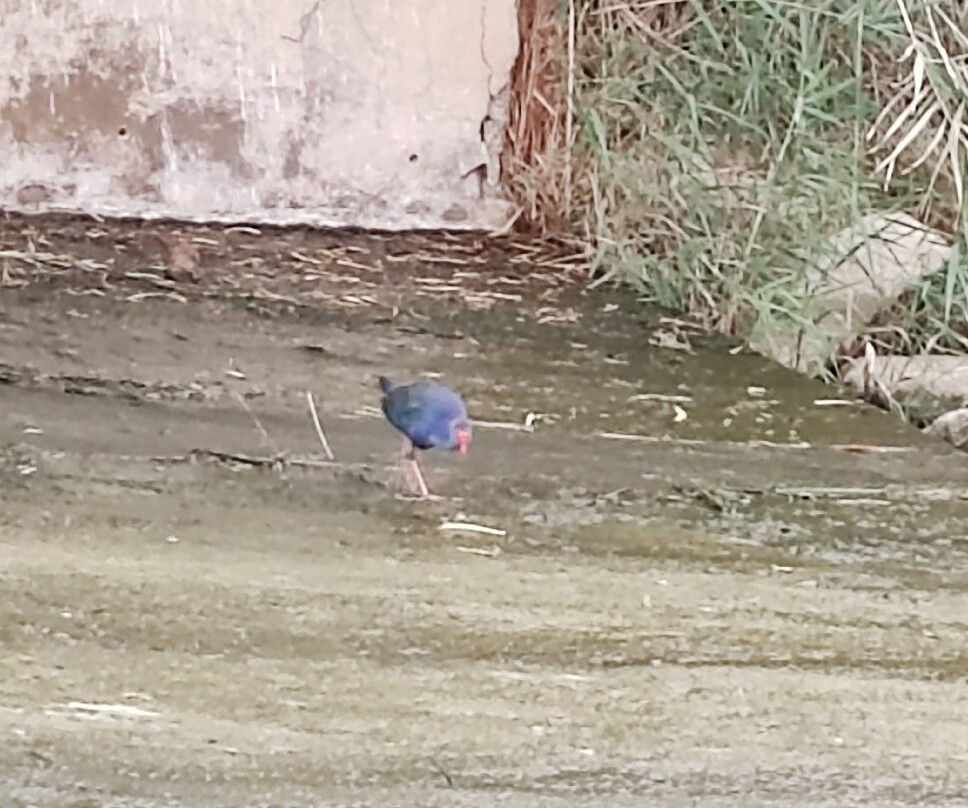 Al Ansab Wetland景点图片