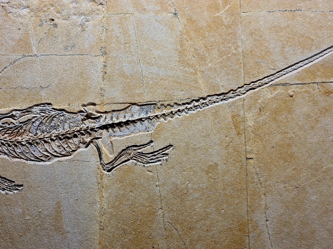 Naturkunde-Museum Bamberg-班贝格城必去景点