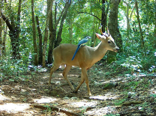 Guanacaste Wildlife Monitoring-利比里亚必去景点