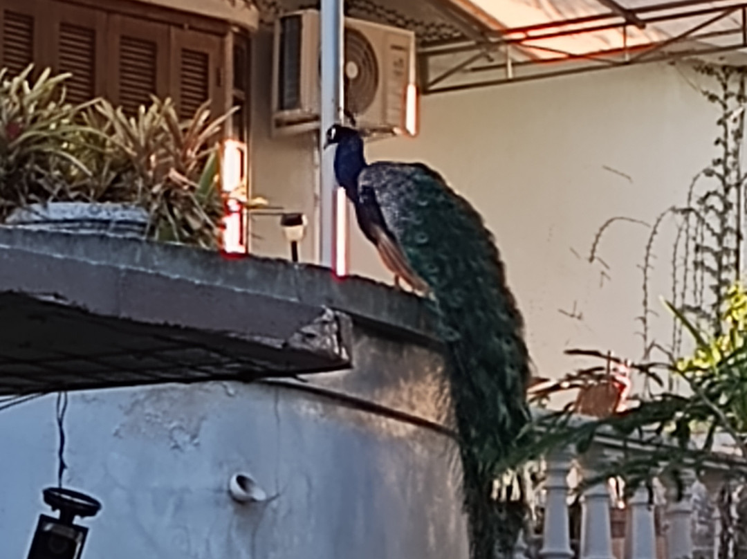 ROSA CORTIANA Escalera主图