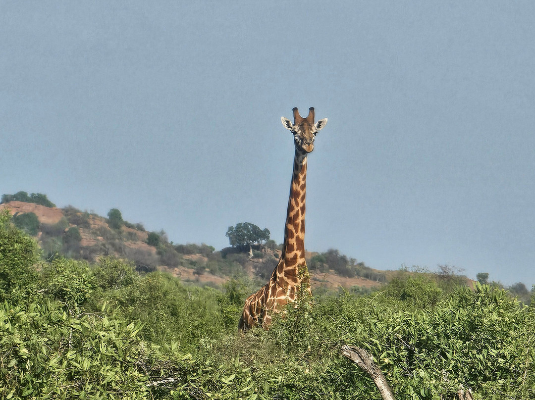 Msherembe Safaris And Travel-Voi必去景点