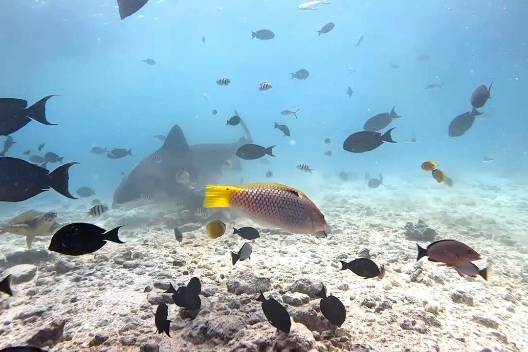 Fuvahmulah Dive School景点图片