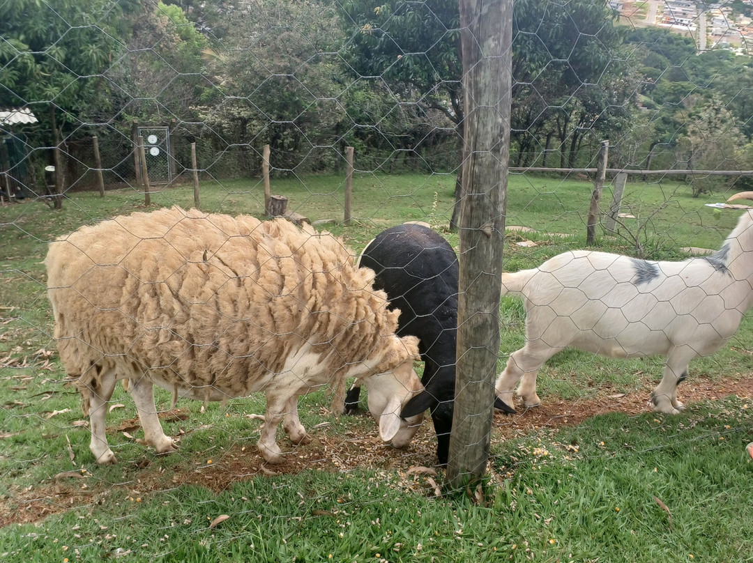 Farelo de Bolo - Quintal e Café