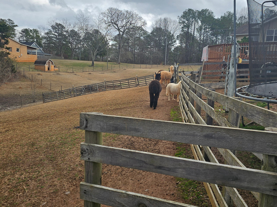 Buddy's Alpaca Farm-Douglasville必去景点