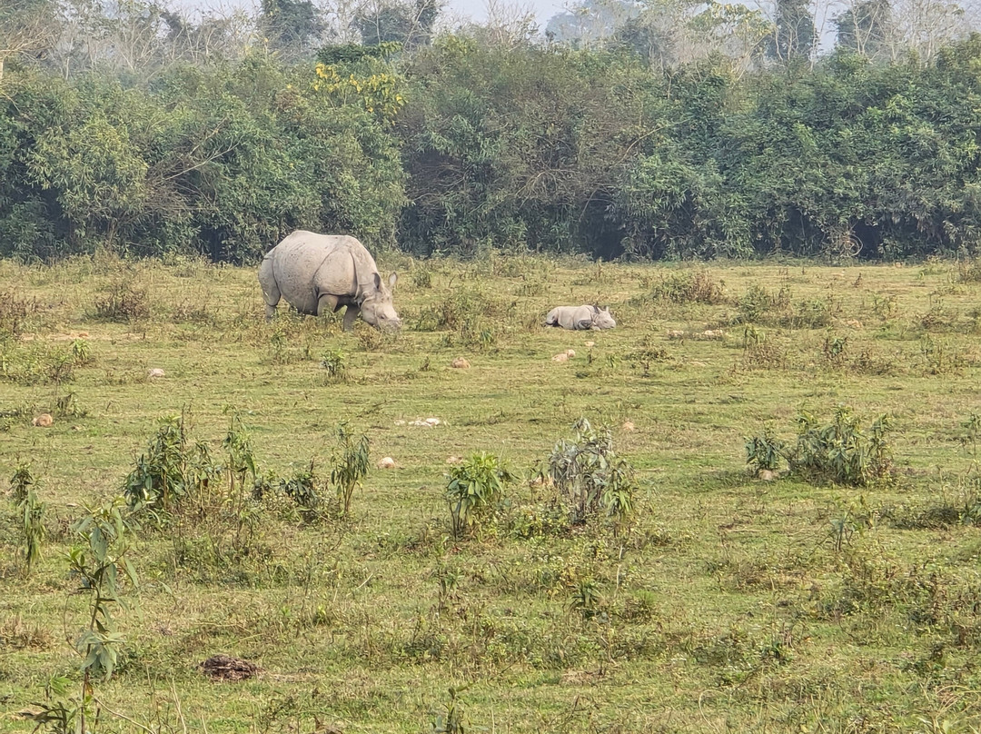 Kaziranga National Park景点图片