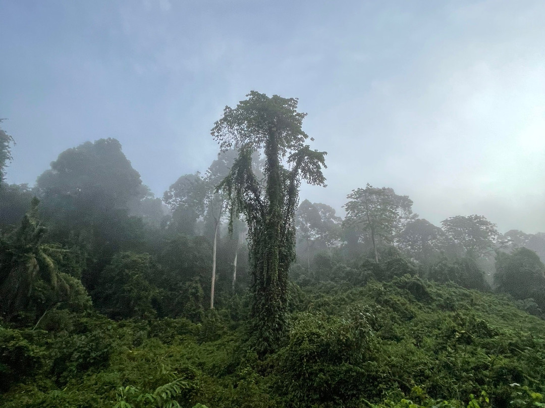 Deramakot Forest Reserve-山打根必去景点
