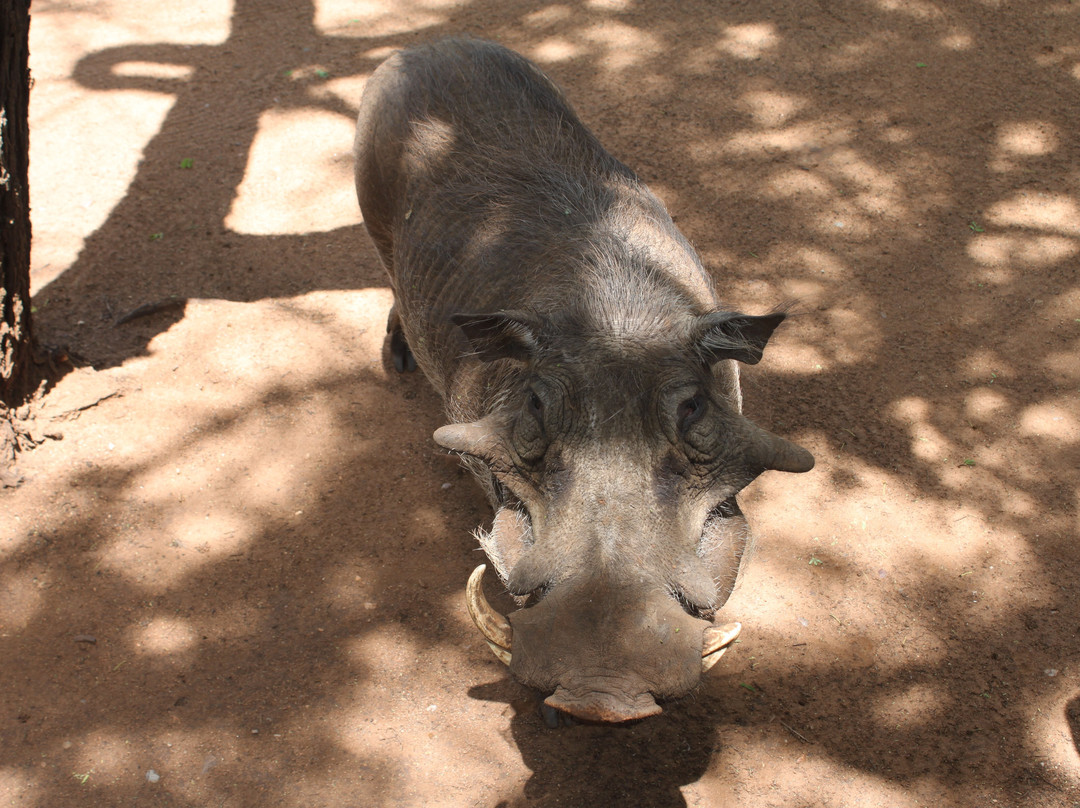 Khumbula Iafrica主图