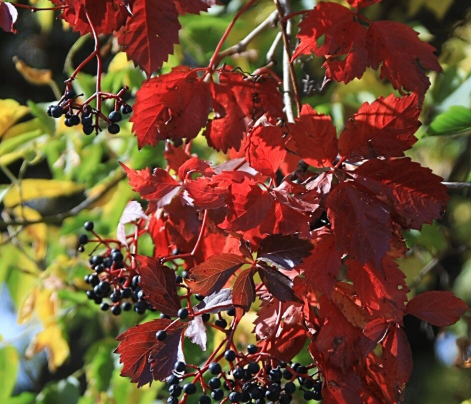 Lake Shetek State Park-Currie必去景点
