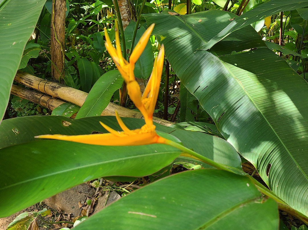 Lo de Perla Jungle Garden-旧金山必去景点