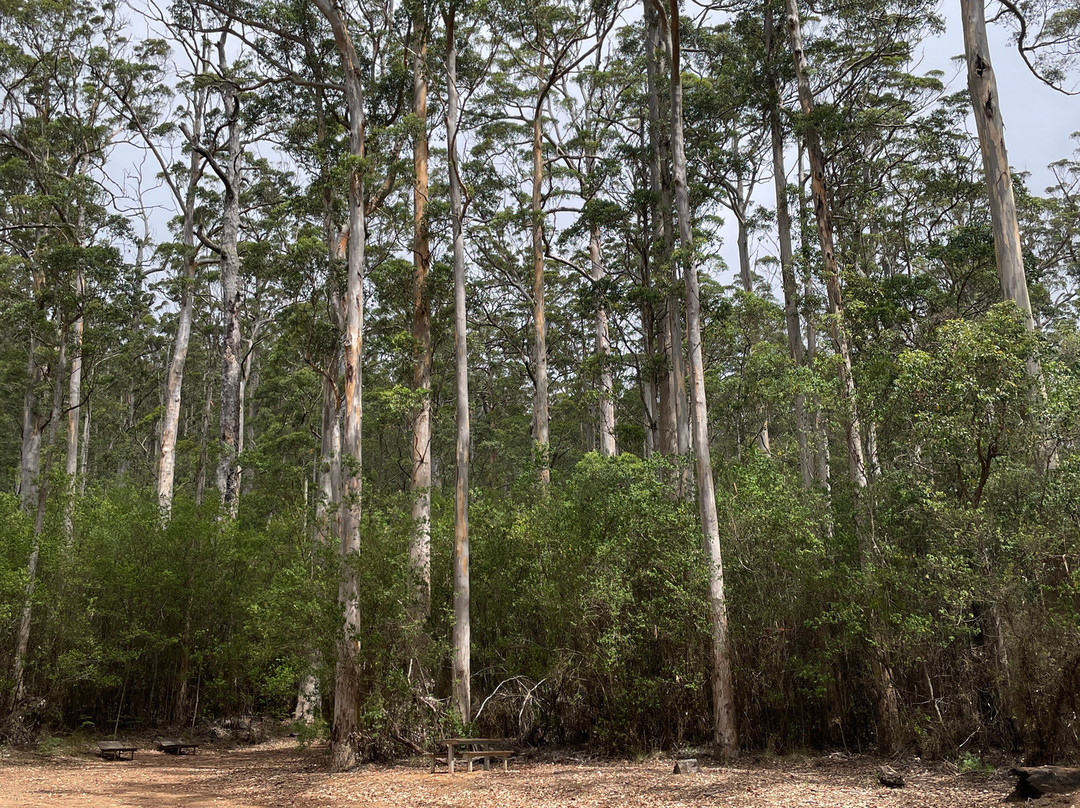 Tree In The Rock-Porongurup National Park必去景点