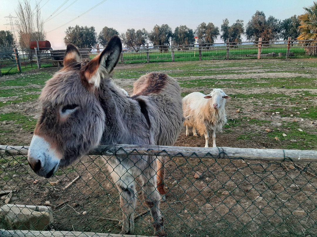 Fattoria Poggio Nebbia di Cedrini Sabrina主图