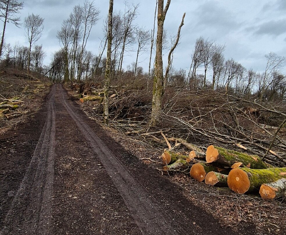 Mullaghmeen Forest-County Westmeath必去景点
