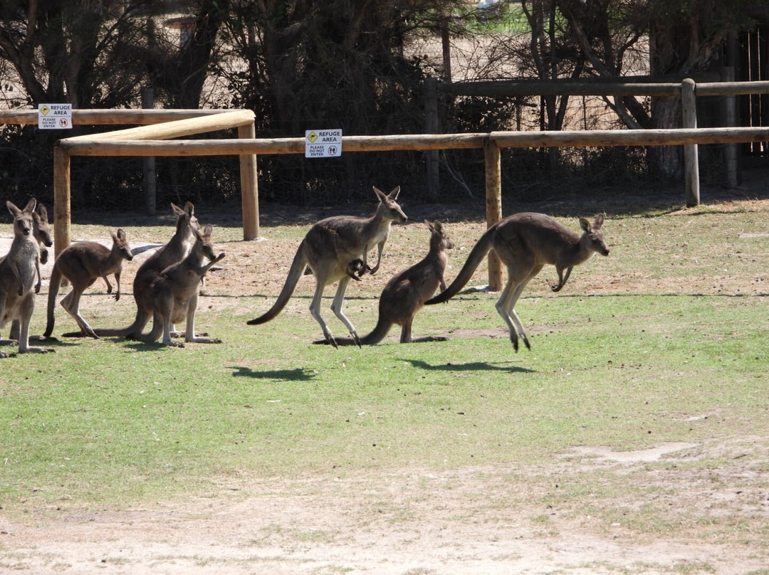 Maru Koala and Animal Park景点图片