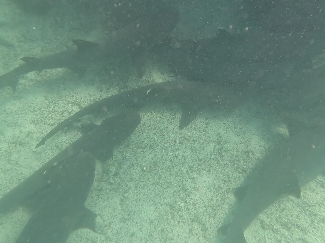 Darwin Bay-Genovesa必去景点