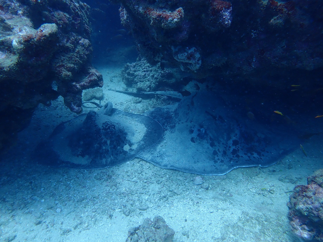 Kalpitiya Diving Center景点图片