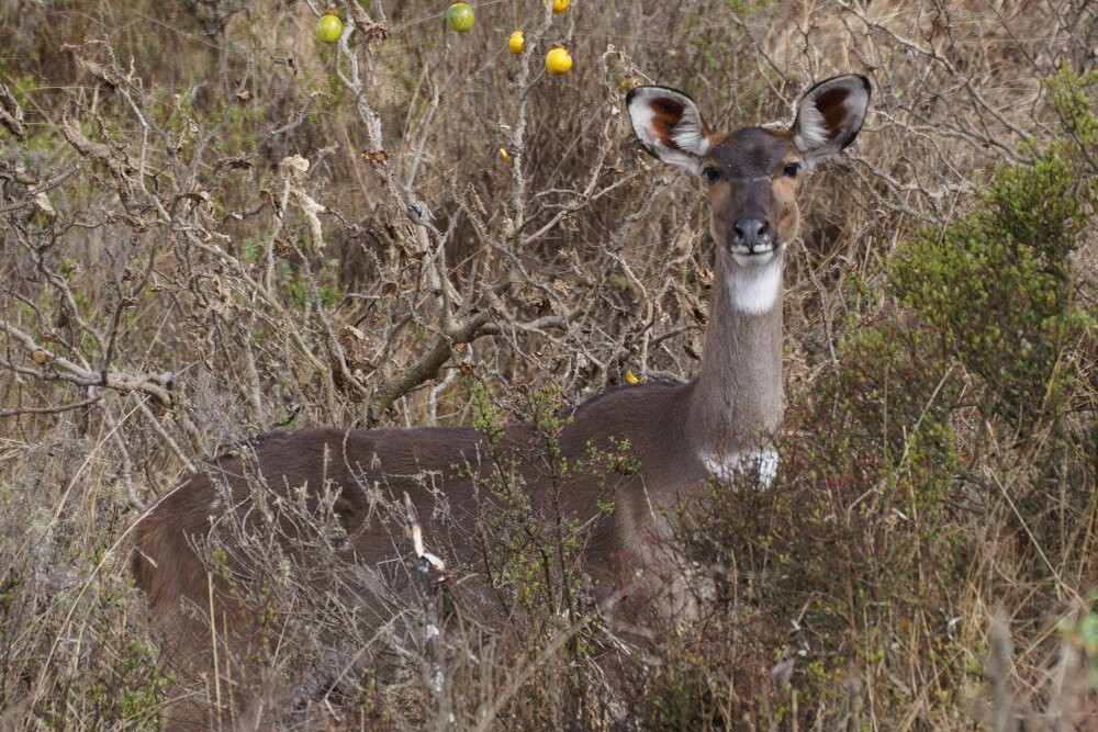 Bale Trek Ethiopia Tours-Goba必去景点