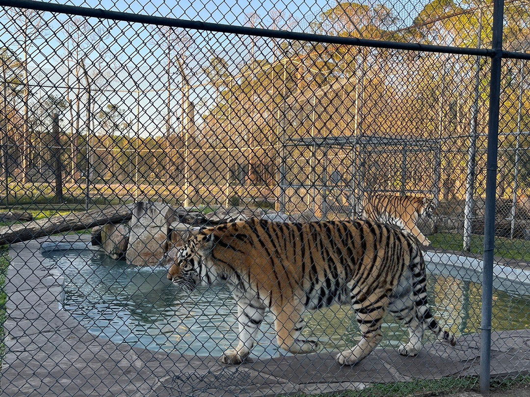 Catty Shack Ranch Wildlife Sanctuary-杰克逊维尔必去景点