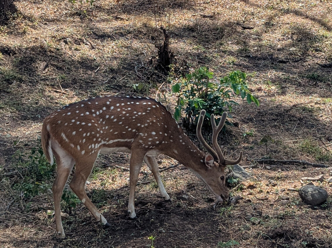 Bandipur National Park and Tiger Reserve景点图片