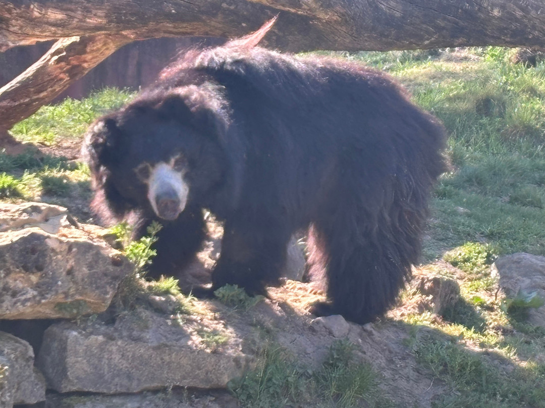 Beekse Bergen Safari Park-希尔法伦贝克必去景点