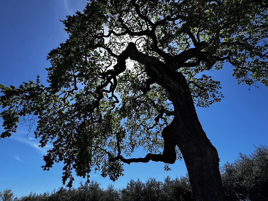 Austin Hope & Treana Tasting Cellar-帕索罗布尔斯必去景点
