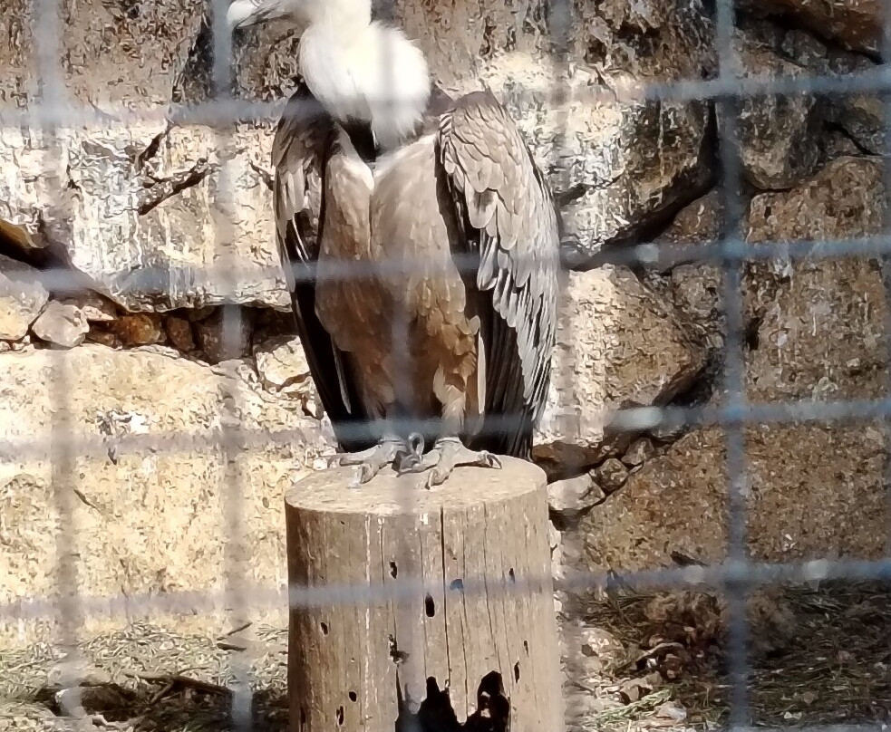 Zoo Del Pirineu景点图片