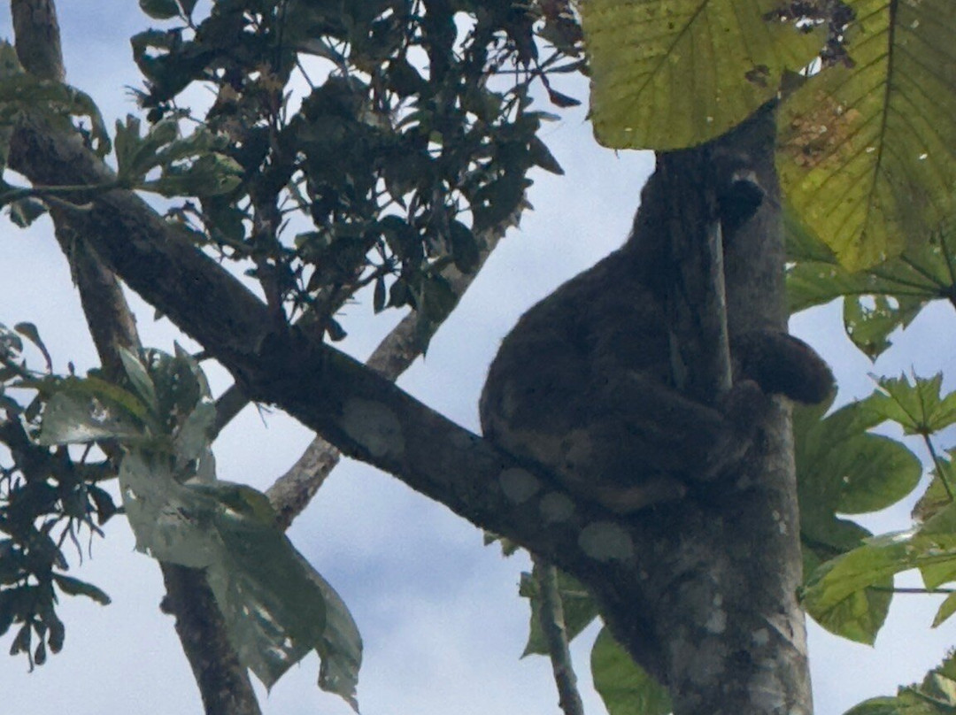 Amazonas Jungle Tours Operator景点图片