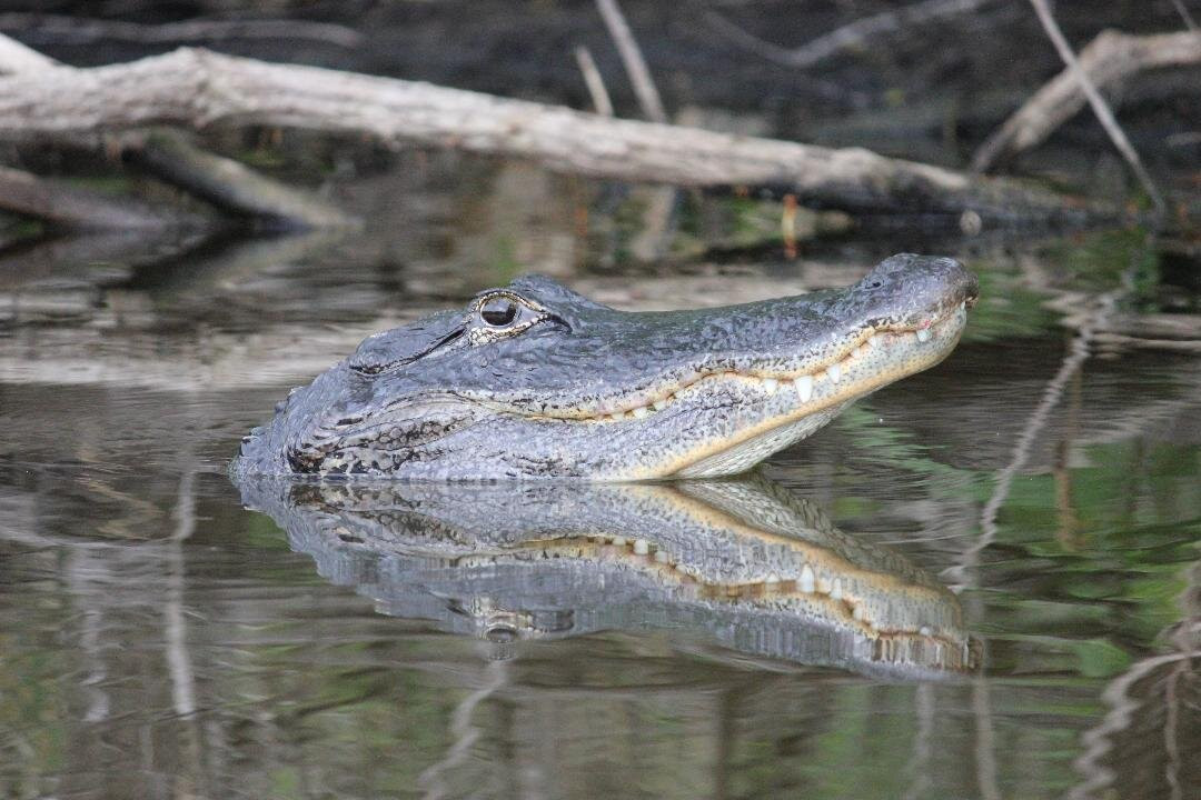 Everglades Adventure Tours-奥乔皮必去景点