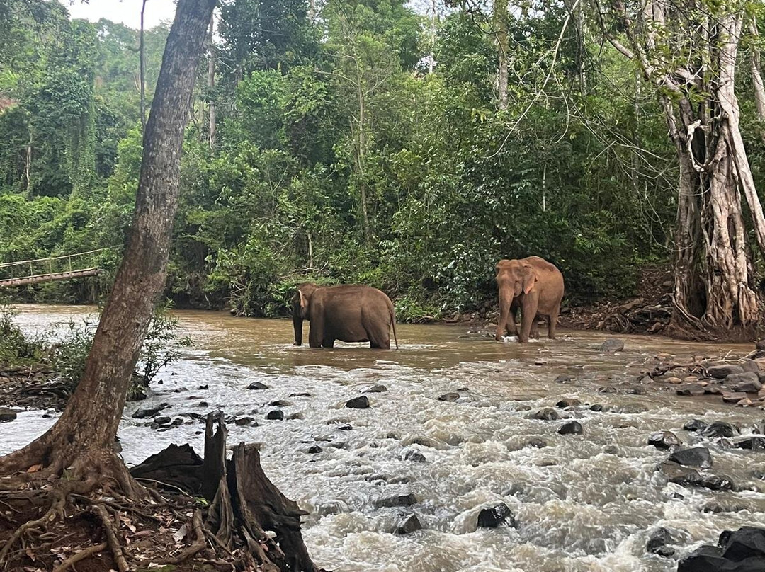 Elephant Community Project - Day Tours-森莫诺隆必去景点