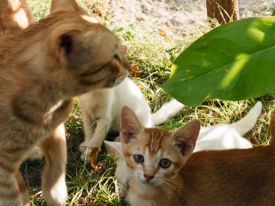 Amphibuzz Dive-Thulusdhoo Island必去景点