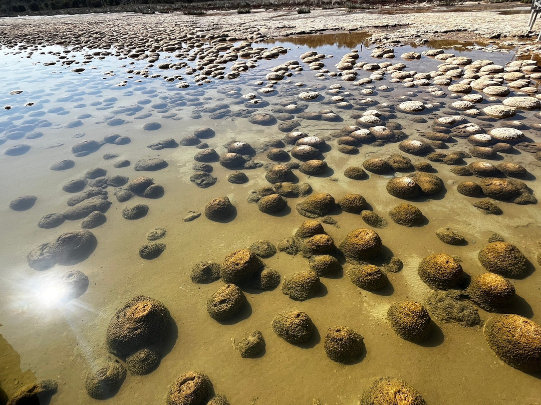 Thrombolites of Lake Clifton-Yalgorup National Park必去景点