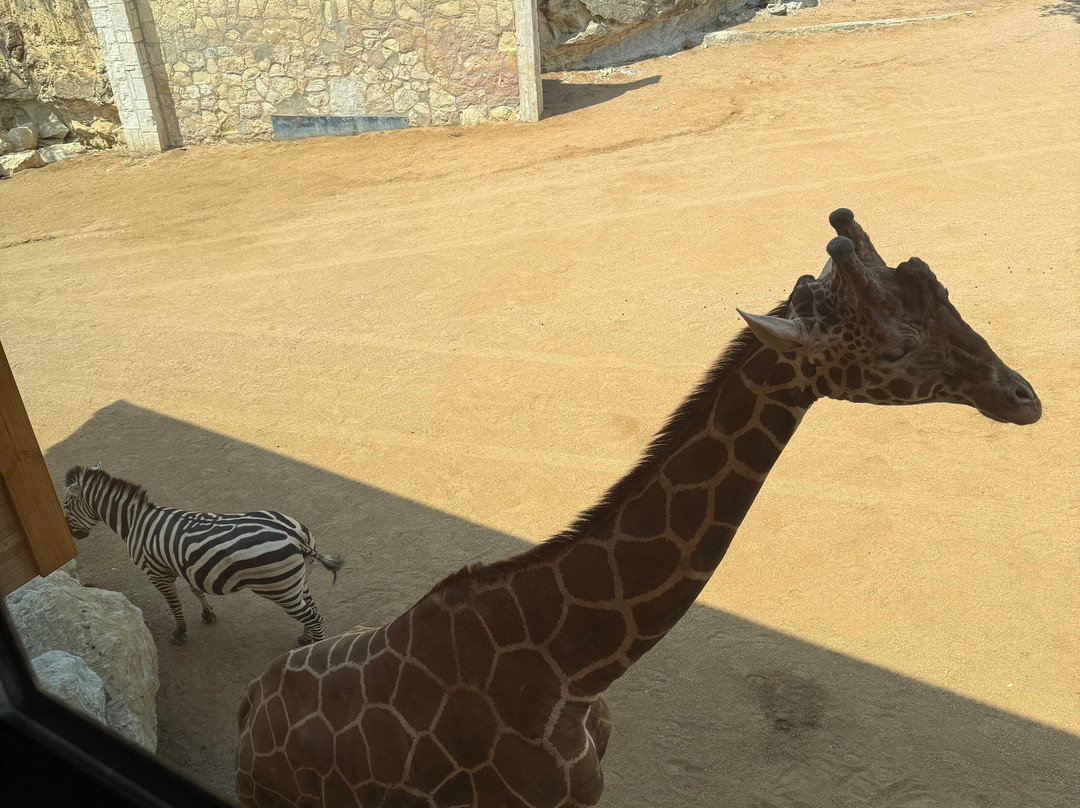San Antonio Zoo-圣安东尼奥市必去景点