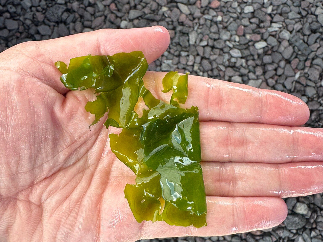 海洋骑士海马牧场-凯鲁瓦-柯纳必去景点