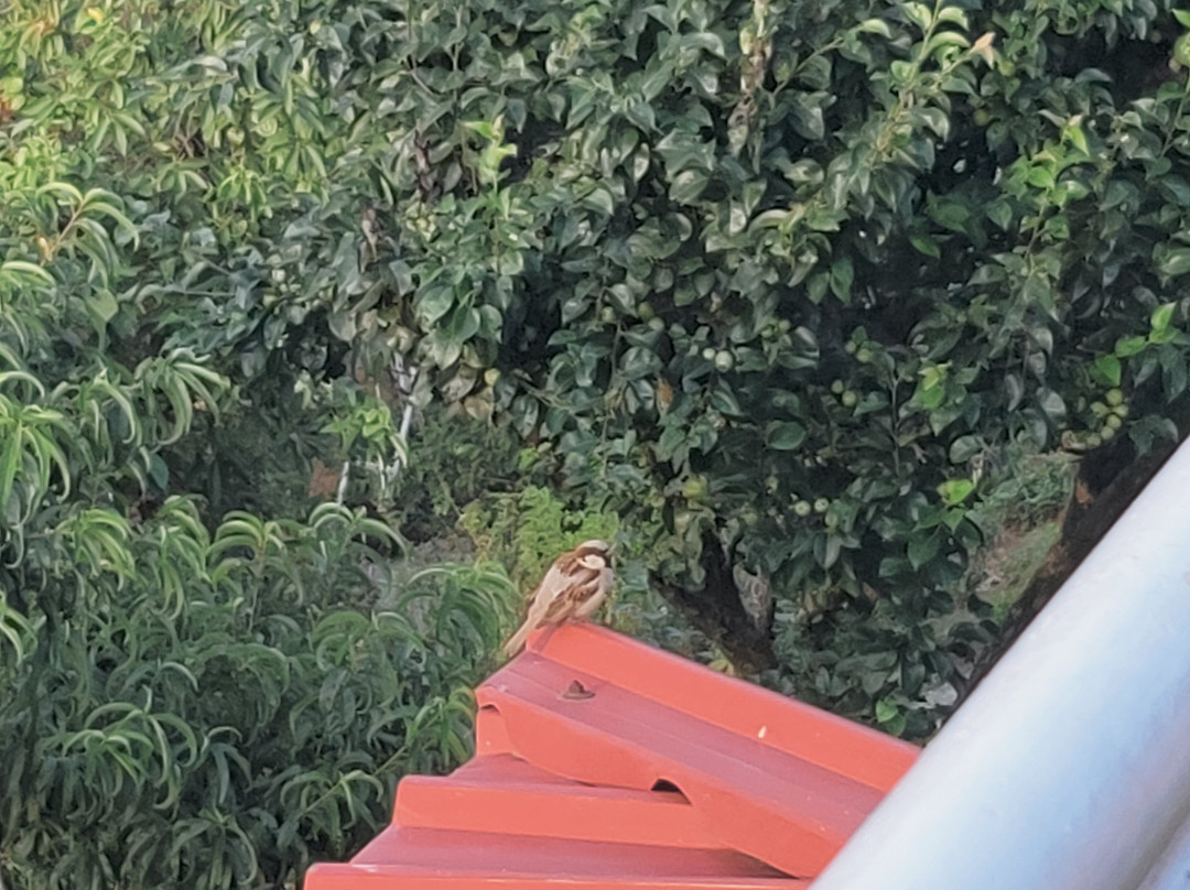 Sattal Forest Resort主图