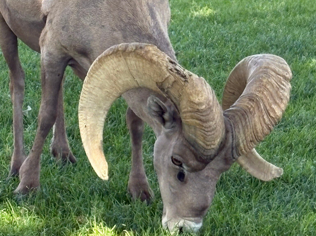 Desert Wonder Tours, LLC-金曼必去景点