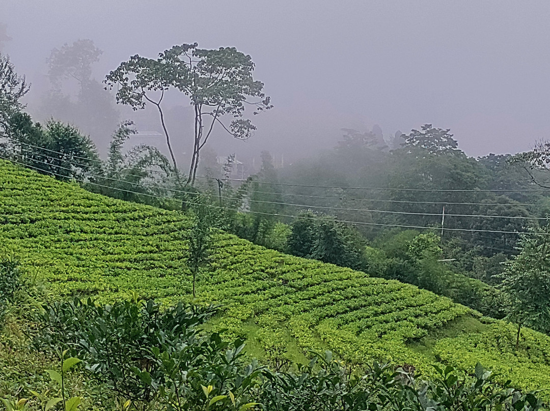 The Temi Bungalow, Eco Adventure Resorts主图