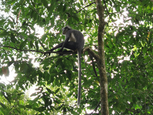 Explore Sumatra Wonder-武吉拉旺必去景点