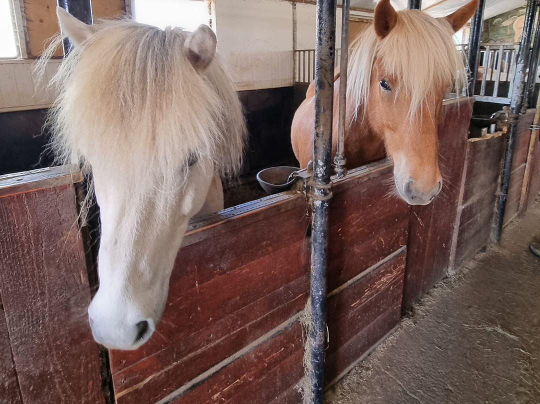 Sturlureykir Horses/Visiting HorseFarm景点图片