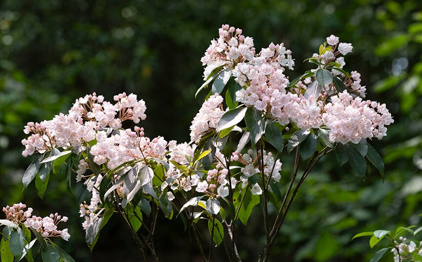 Maurice River Bluffs  Nature Preserve景点图片